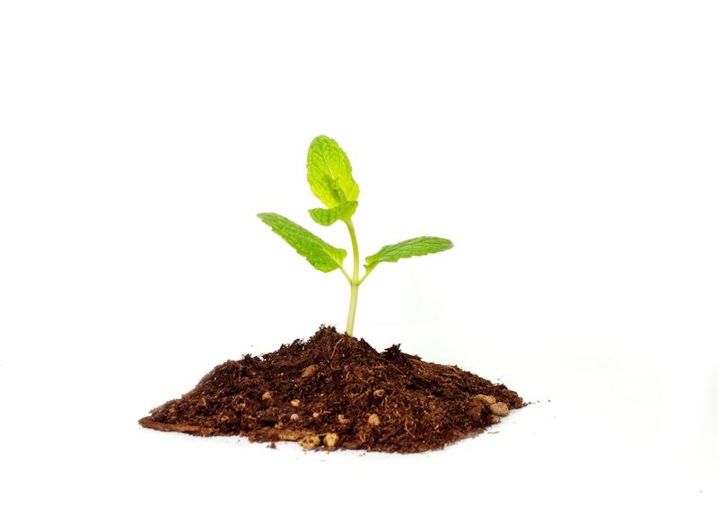 Growing Plant Growing Plant
